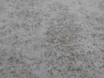 ベランダ防水の劣化
