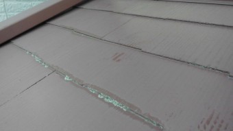 下屋根苔