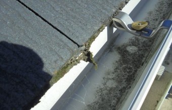 屋根に発生した苔