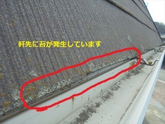 軒先の苔