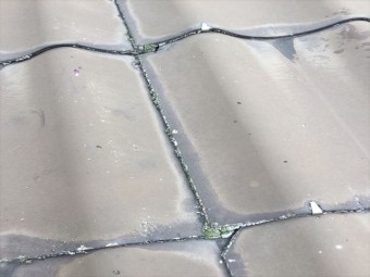 瓦の表面に苔