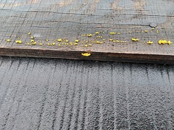 名古屋市緑区|化粧スレート 築30年 雨の中の診断編 後編