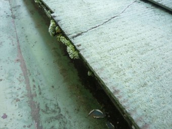 軒先に苔の塊