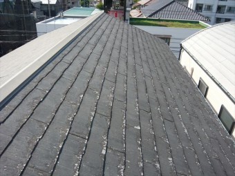 屋根の全景