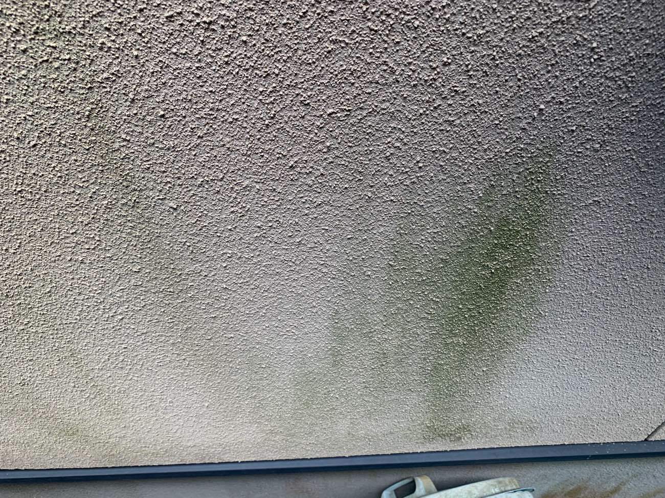 苔やカビが発生した外壁