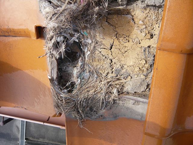 瓦の下に鳥の巣