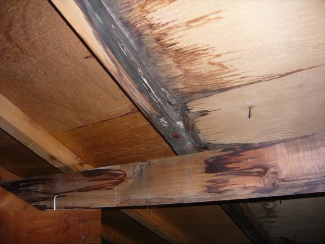 雨漏り箇所の天井裏